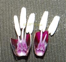  Stamens